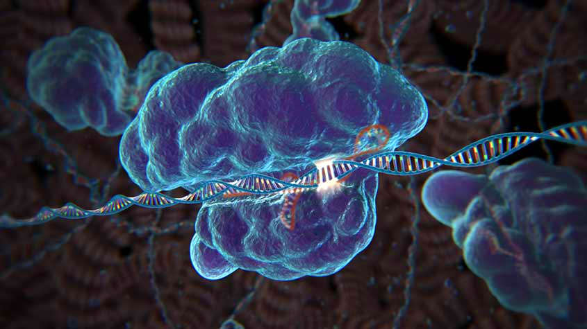 Ножницы, «генетический резак» биотехнологии CRISPR-Cas9